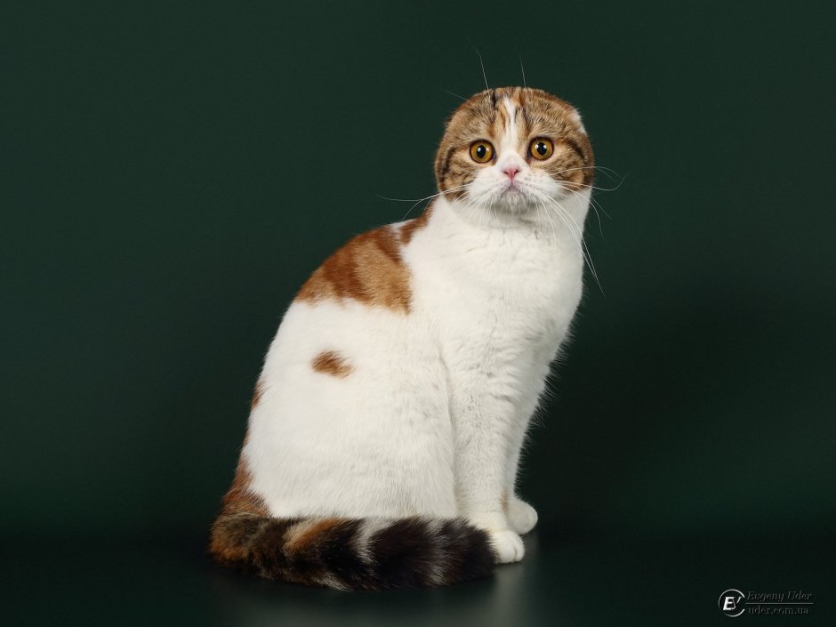 Шотландская вислоухая черепаховая