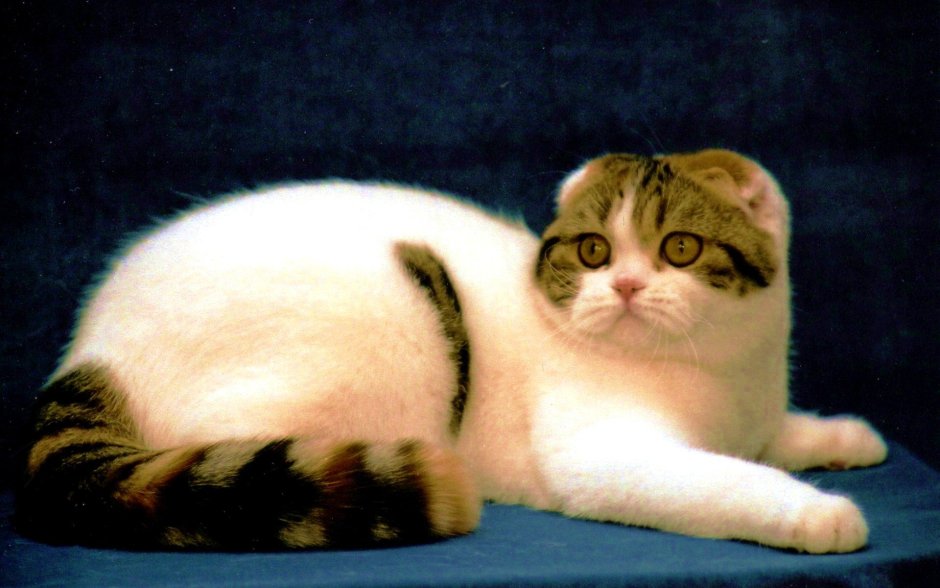 Скоттиш фолд черепаховый