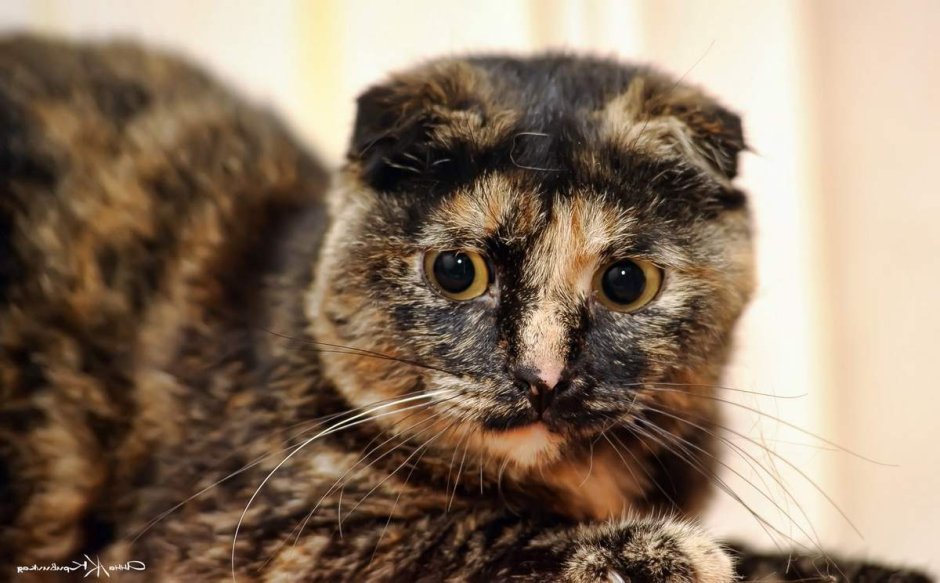 Шотландская вислоухая Калико