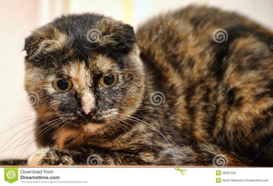 Highland Fold кошка