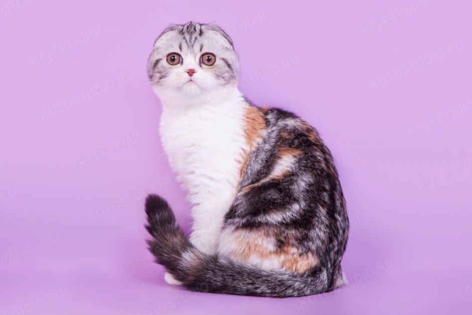 Шотландская вислоухая кошка Калико