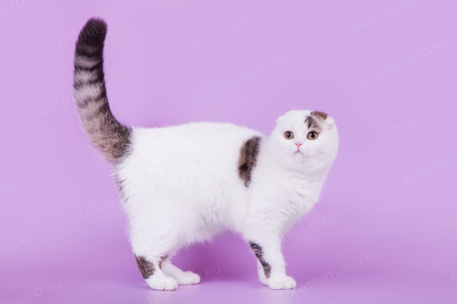 Скоттиш фолд