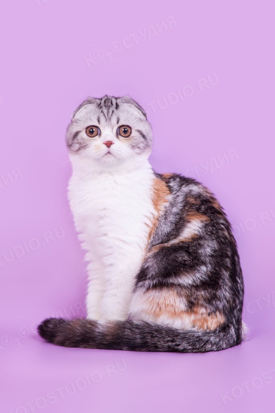 Шотландская вислоухая черепаховая