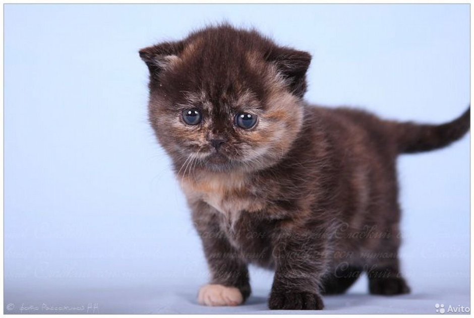 Котенок черепахового окраса 1 месяц