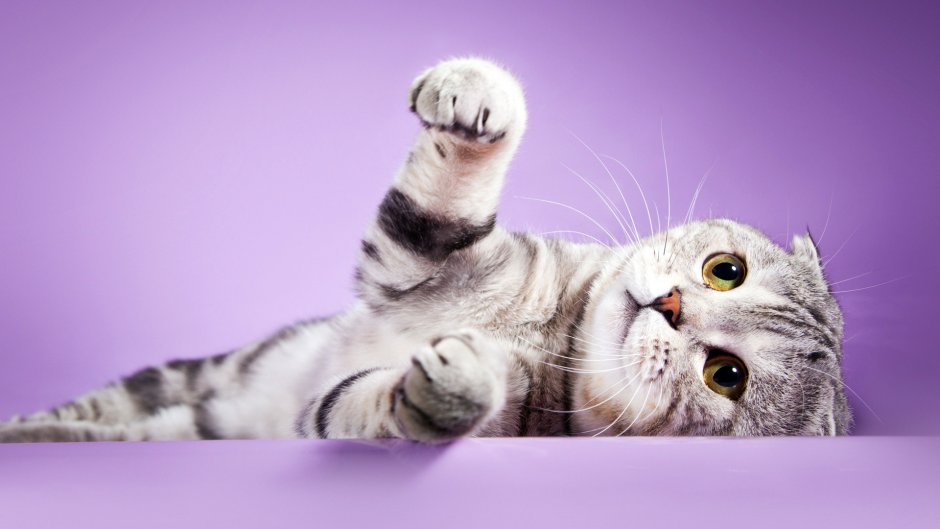 Шотландская вислоухая трехшерстная