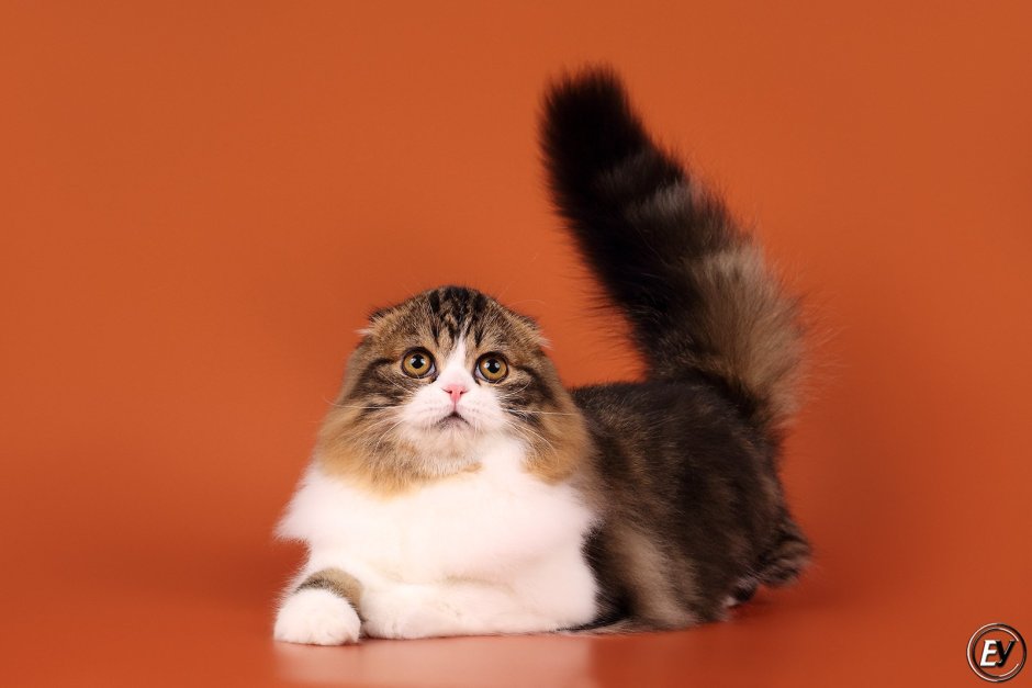 Хайленд фолд трехцветная