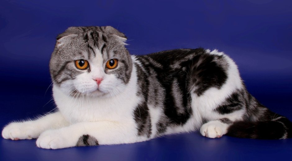 Дымчатые мраморный британец