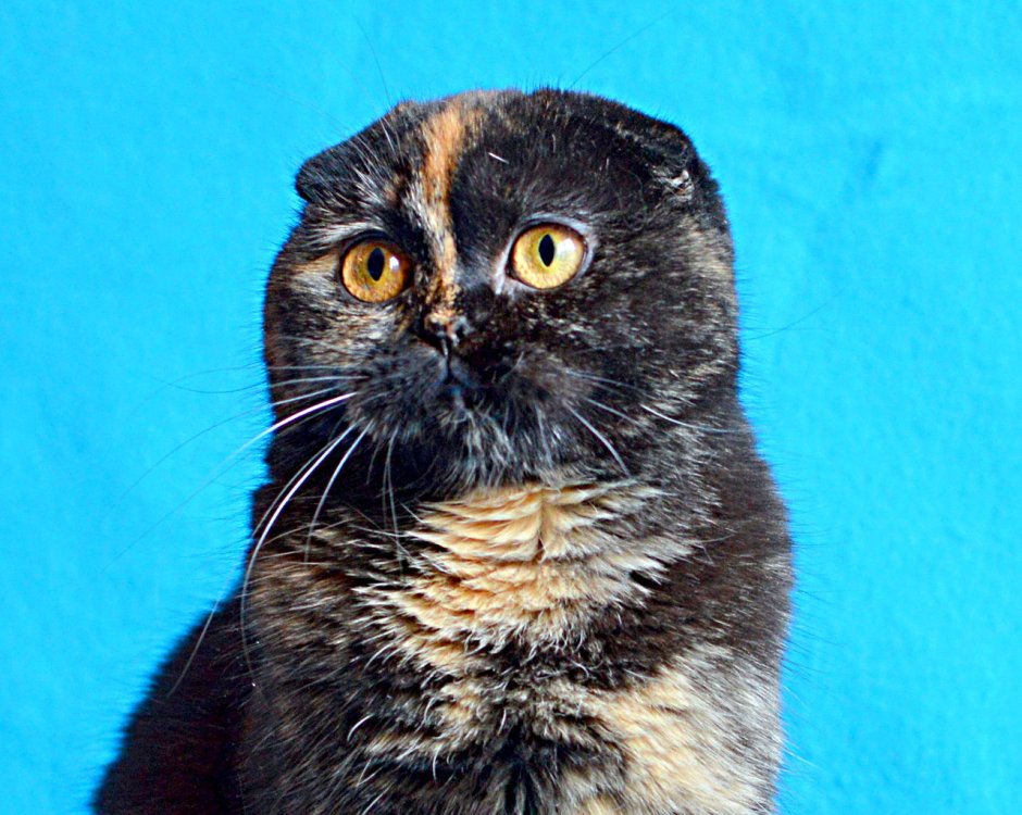 Скоттиш-фолд Шотландская вислоухая