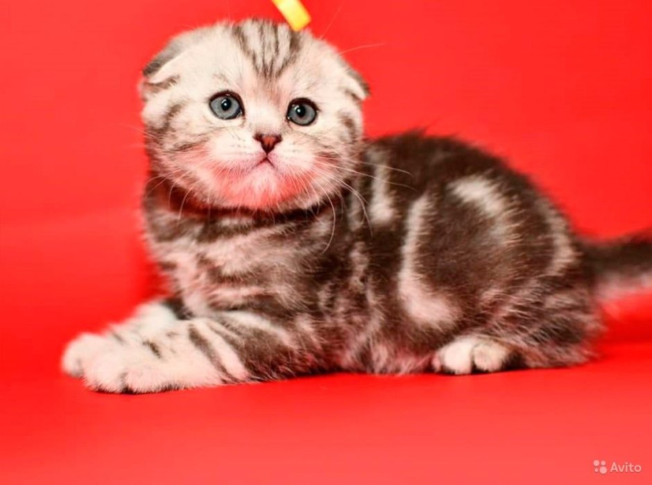 Скоттиш-фолд Мэнкс