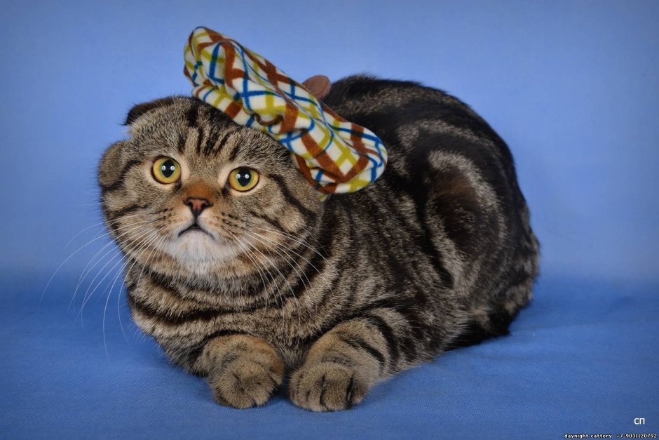 Шотландская вислоухая кошка