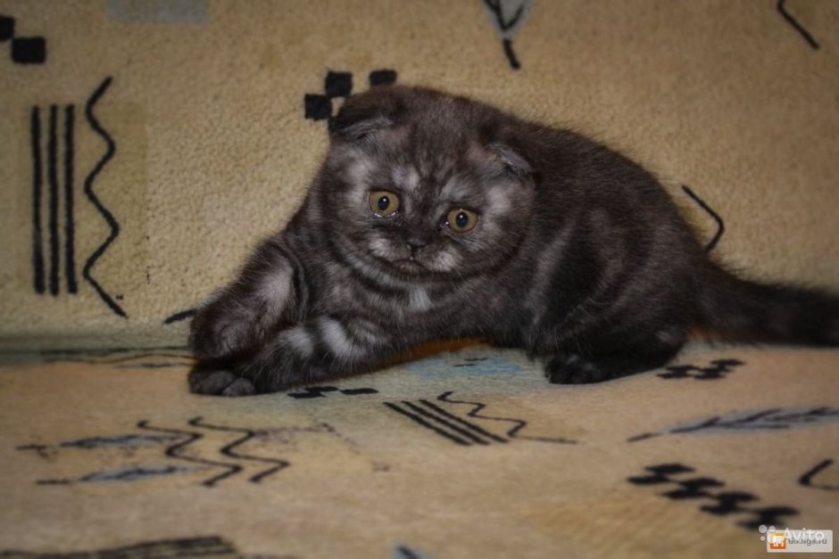 Шотландская вислоухая кошка без фона