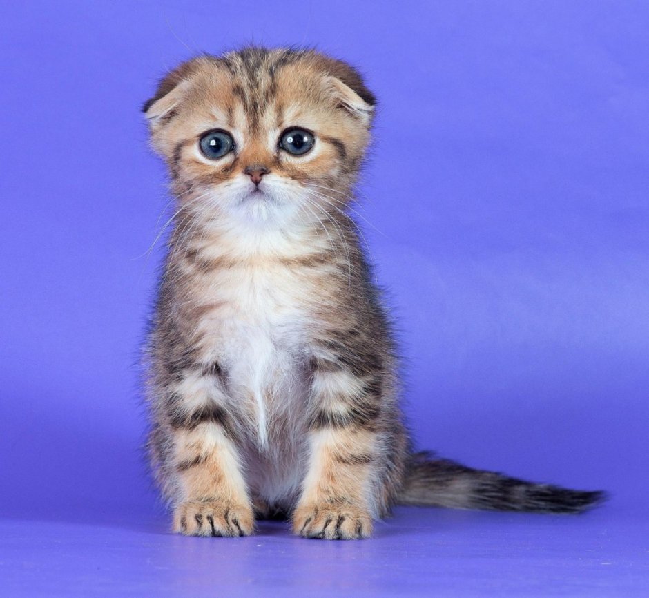 Скоттиш фолд черепаховый