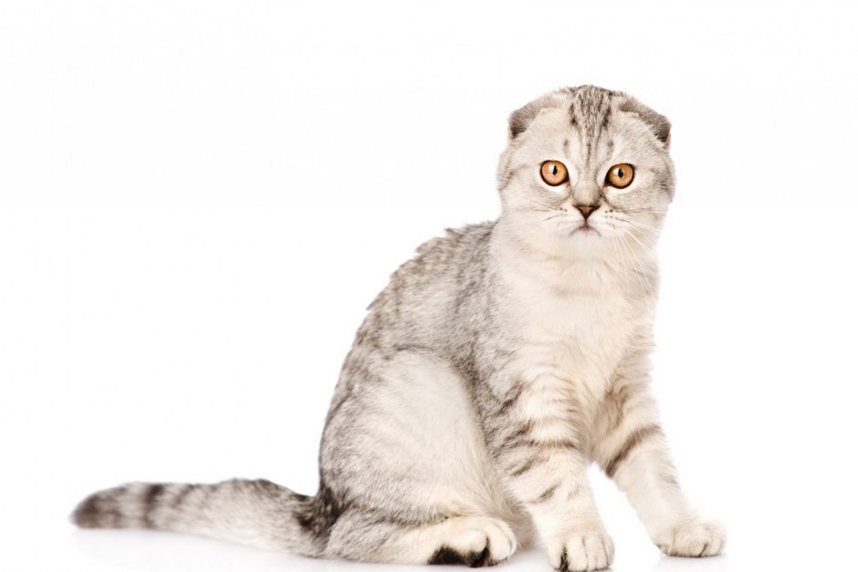 Шотландские вислоухие котята черный дым