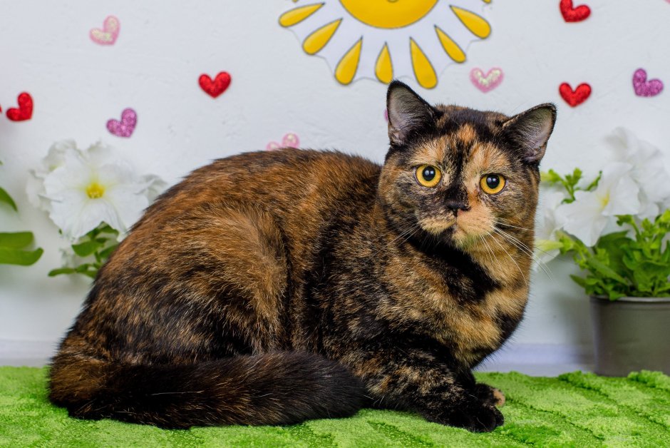 Скоттиш страйт черепаховая с золотом