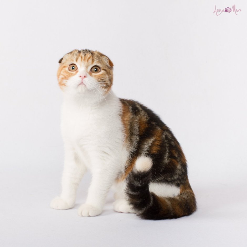 Скоттиш фолд Калико
