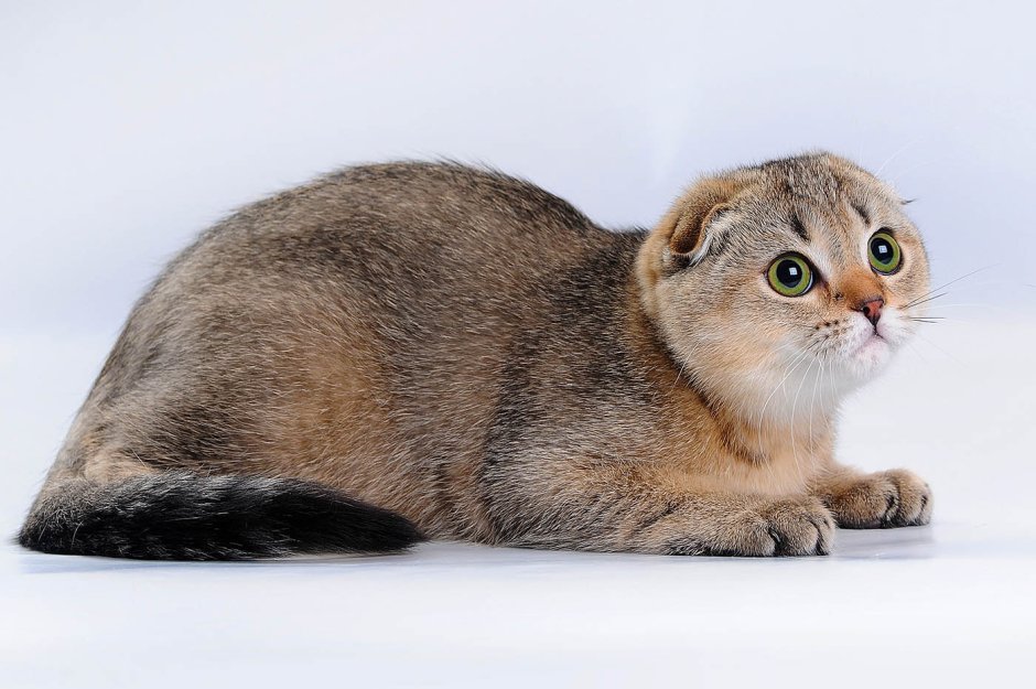 Шотландская вислоухая Арлекин