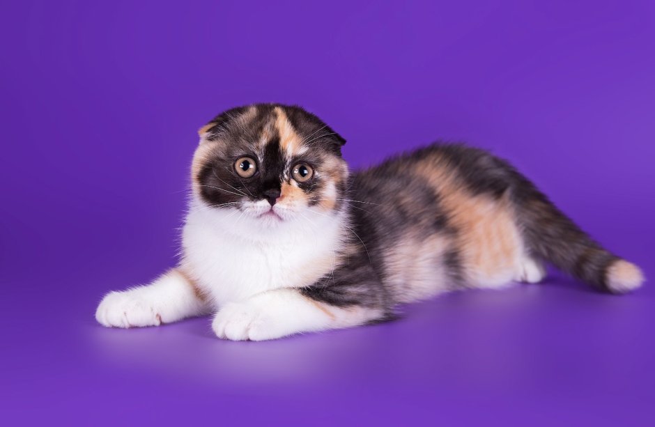 Шотландская вислоухая кошка длинношерстная