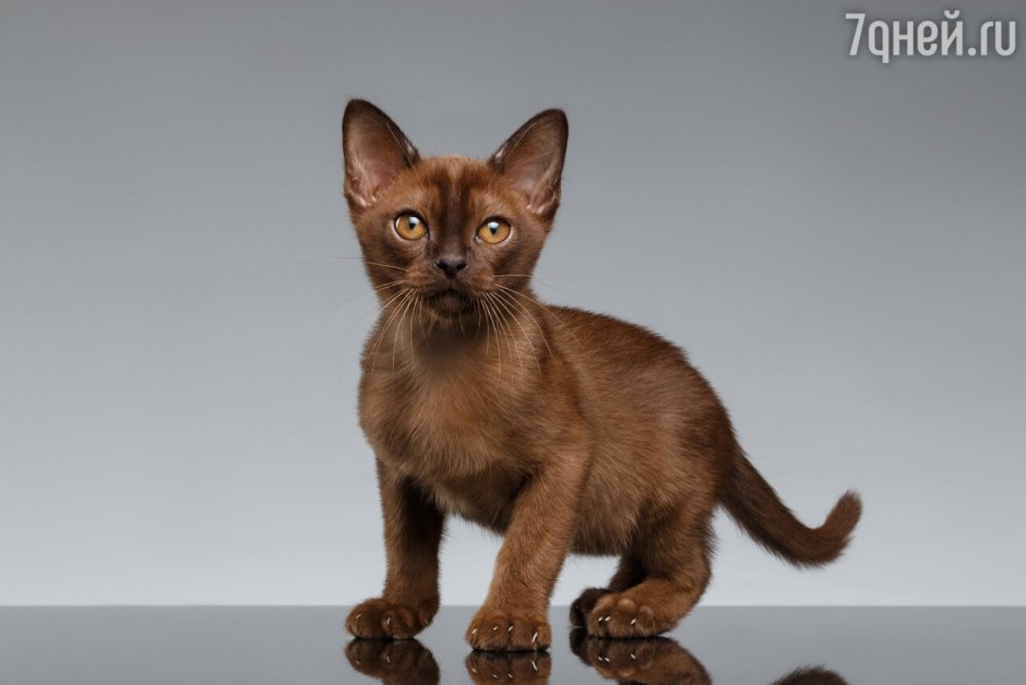 Коричневая кошка с голубыми глазами
