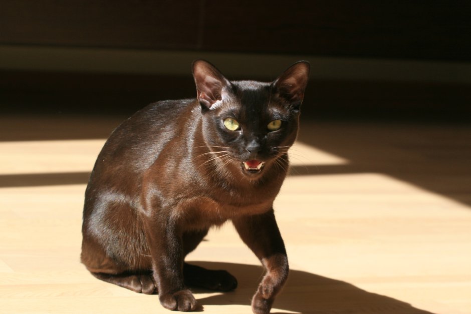 Балинезийская кошка