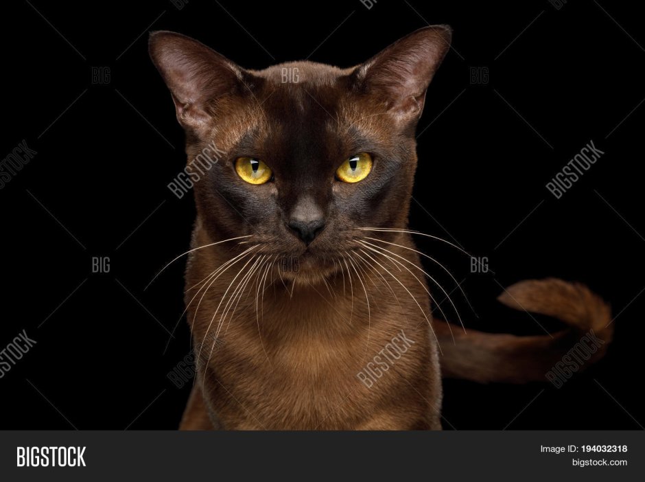 Сиамская шоколадная кошка
