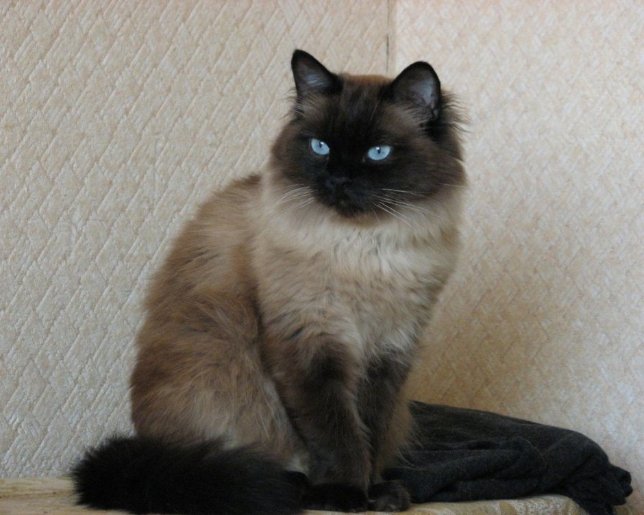 Сиамская кошка