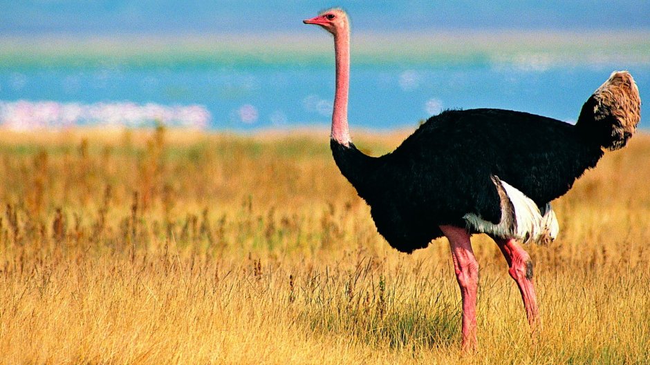 Ostrich picture