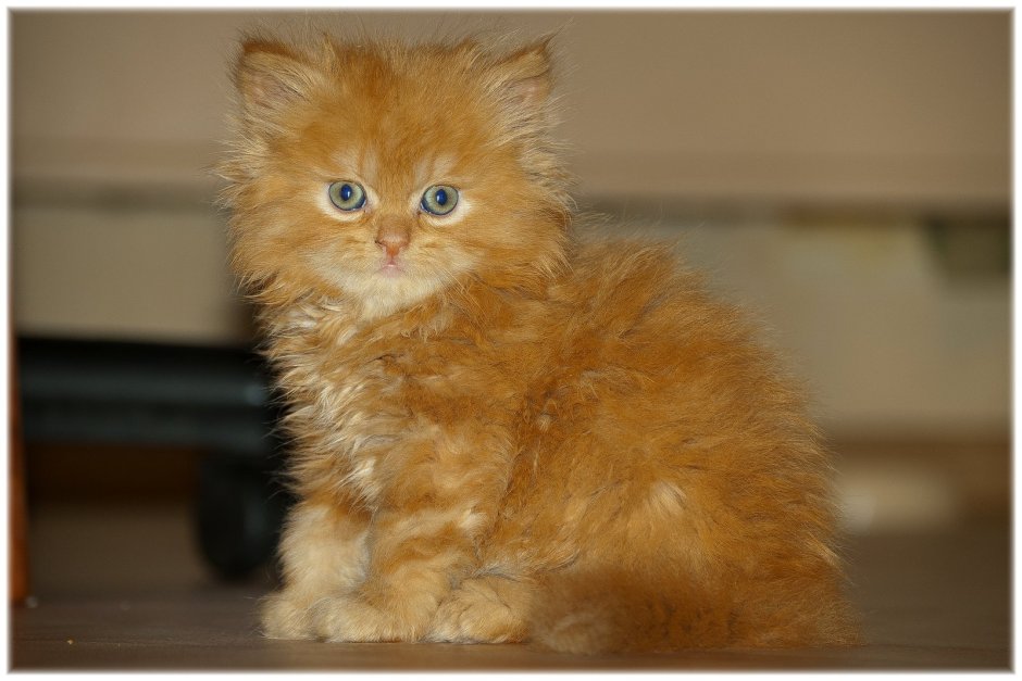Рыжие котята майкуны