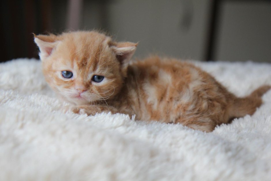Рыжий котёнок