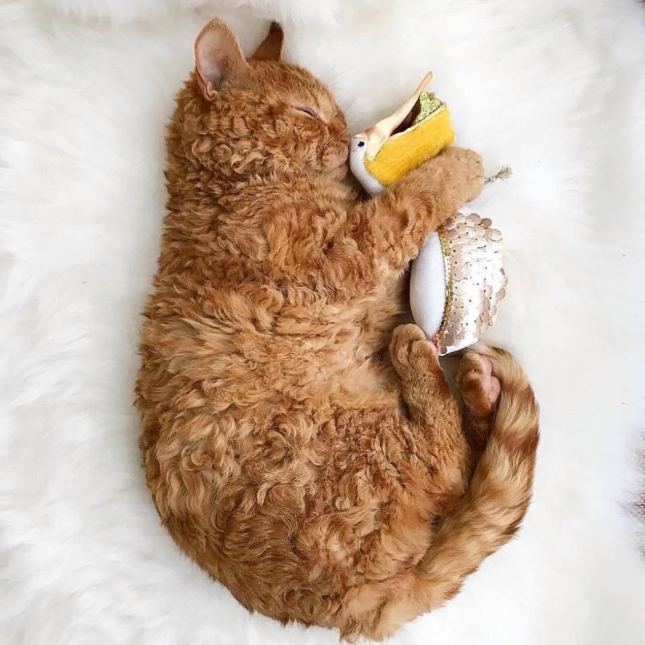 Кудрявые котята