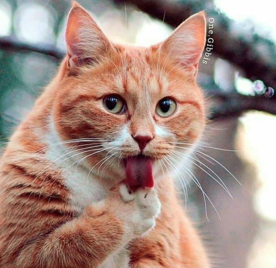 Рыжий котёнок