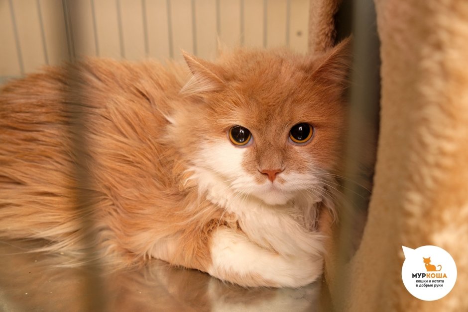 Кот с кудрявыми волосами
