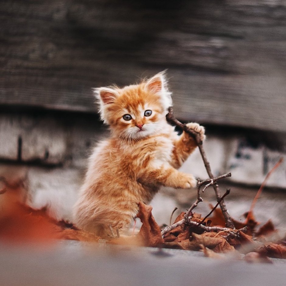 Смешной рыжий кот