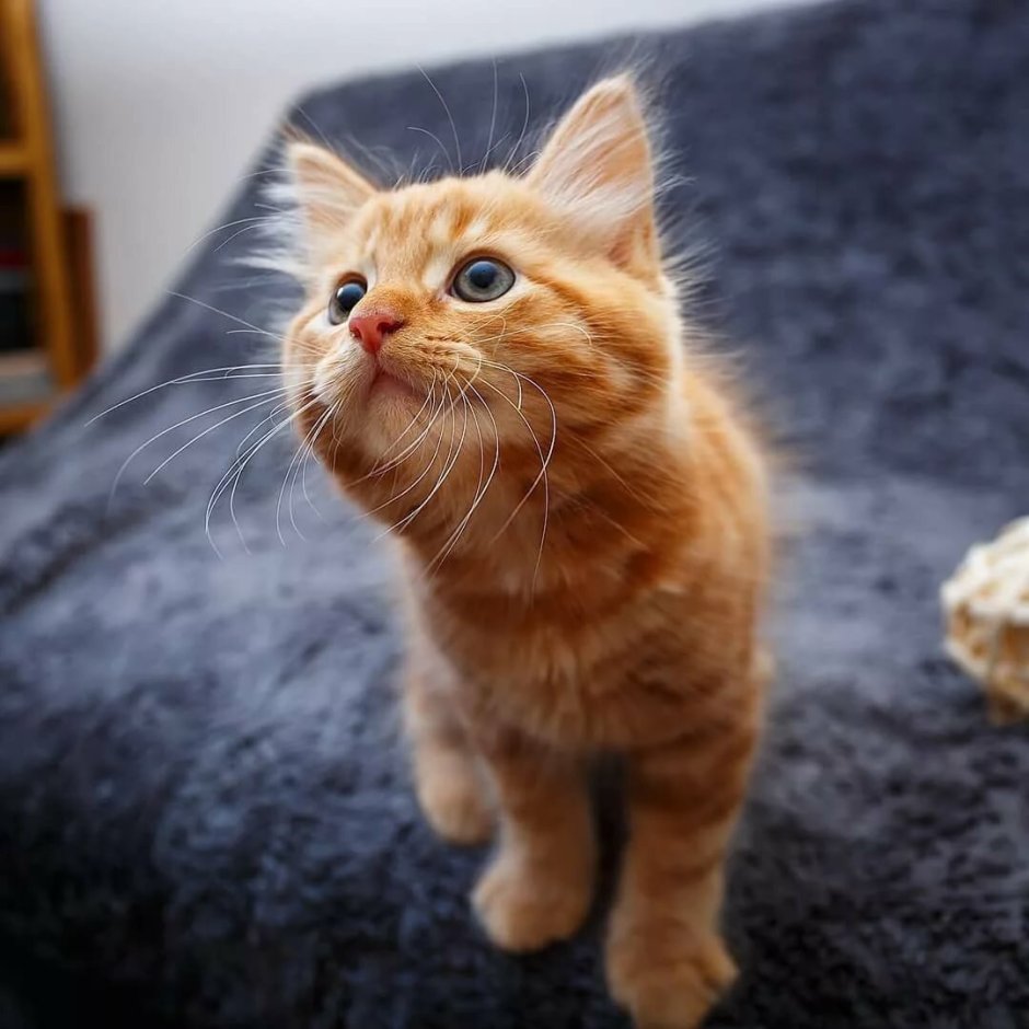 Рыжий котёнок