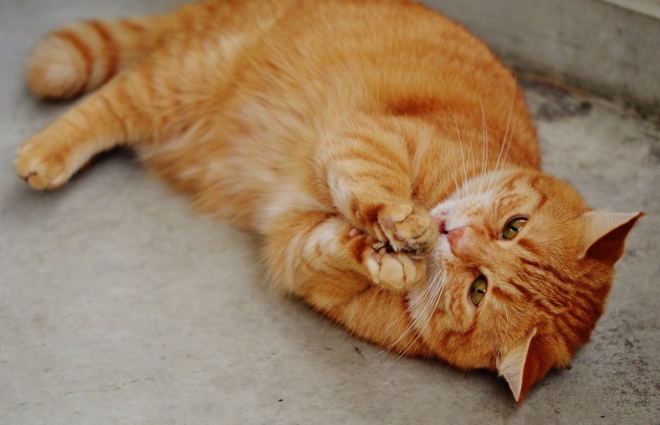 Милые рыжие котята