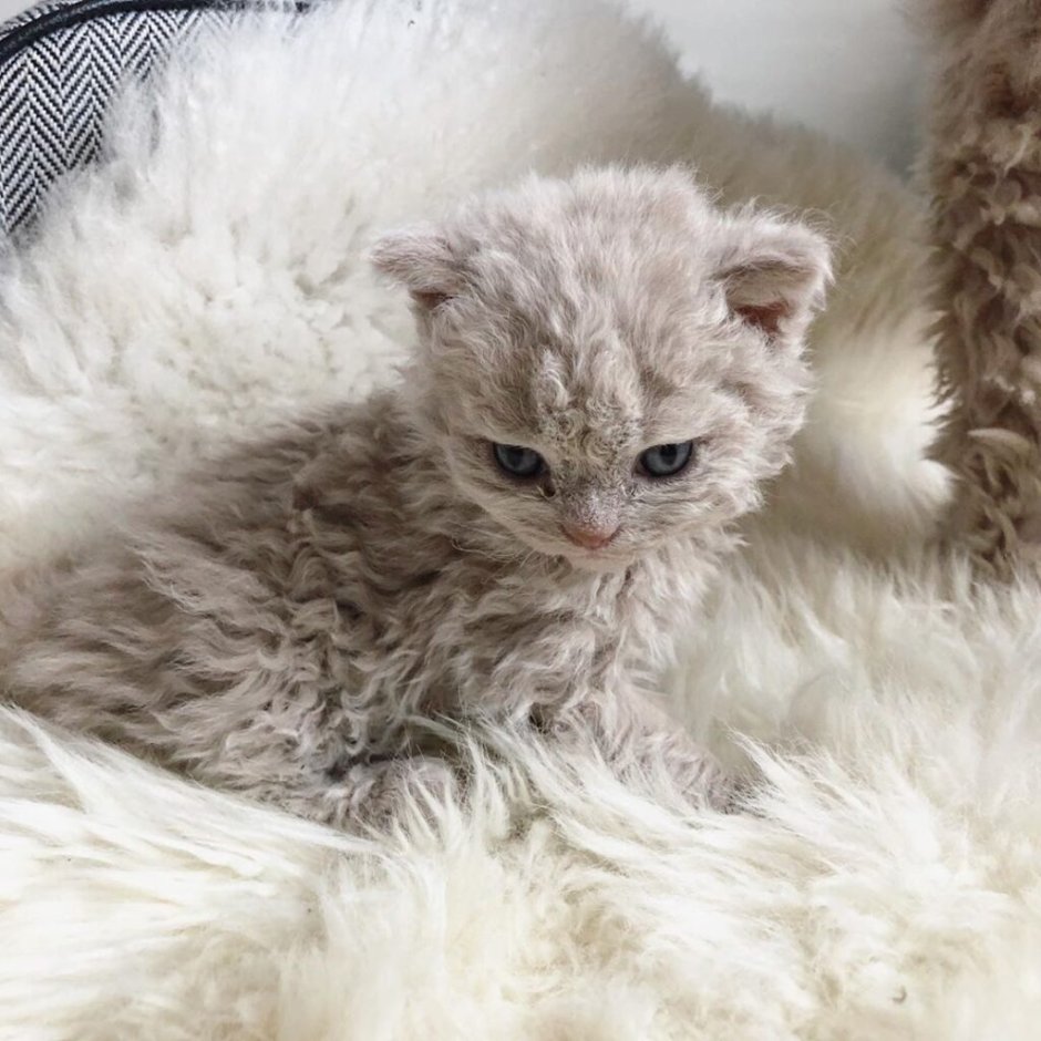 Рыжий слепой котенок