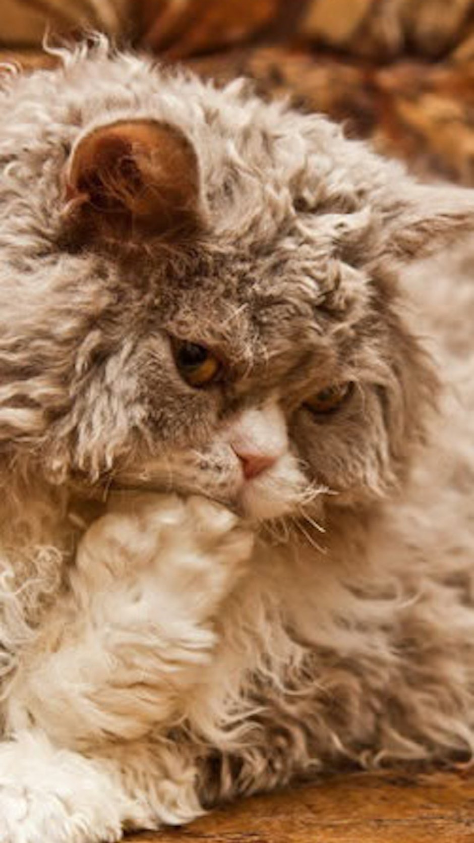Рыжий кот и кошка