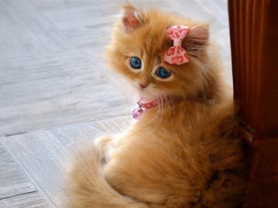 Рахит у котят фото