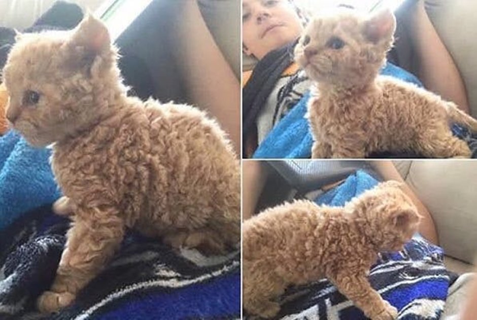 Рыжие котята из приюта
