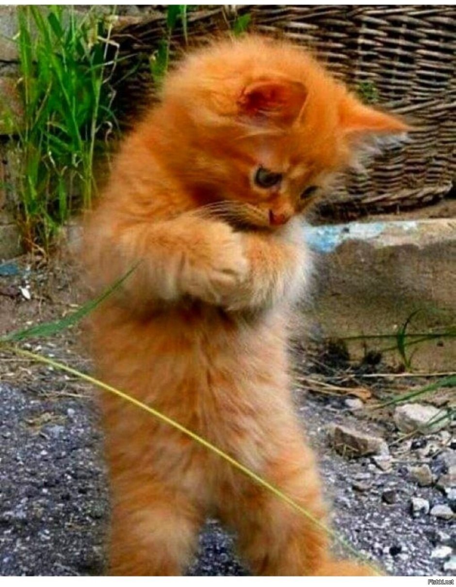 Котенок машет лапкой