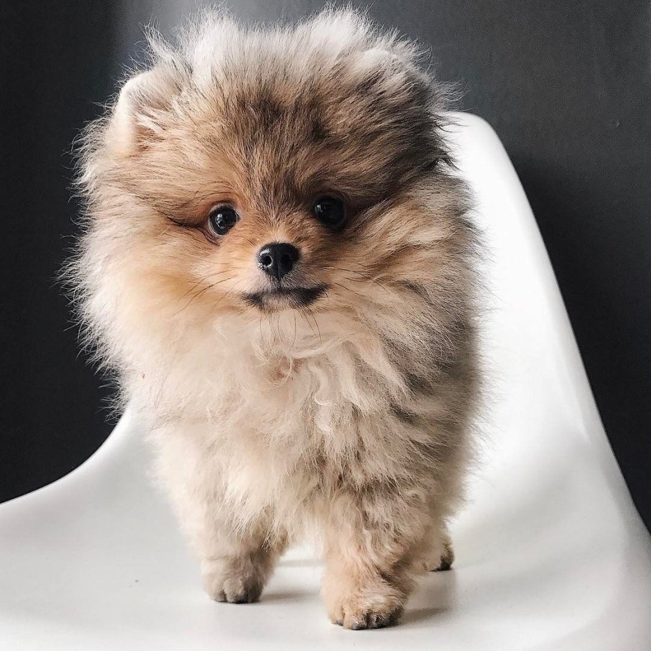 Померанский шпиц Teacup.