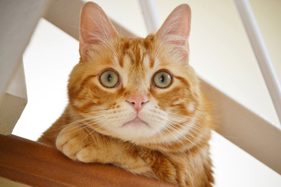 Рыжий кот
