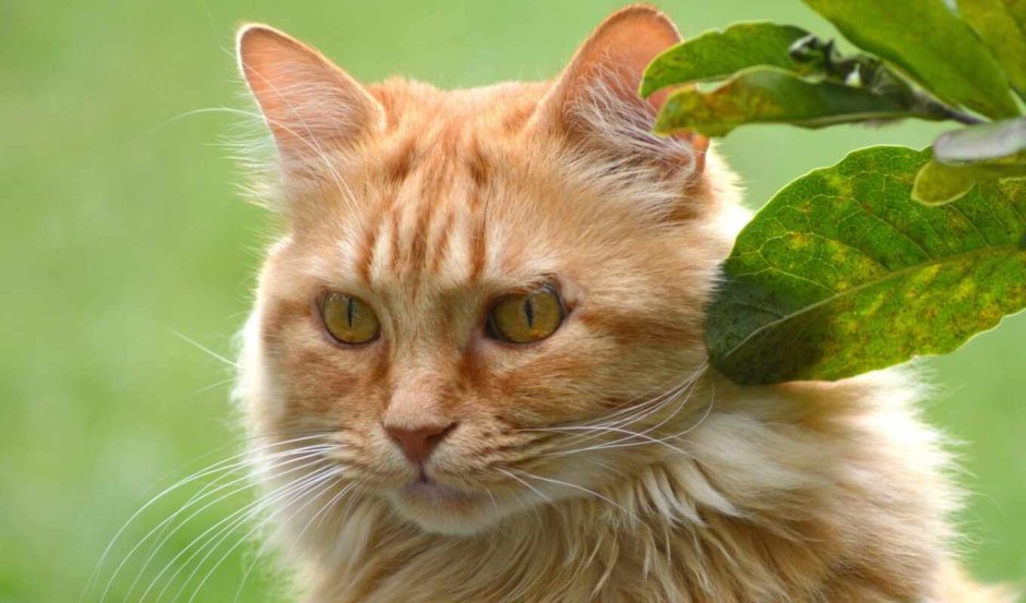 Красивый рыжий кот