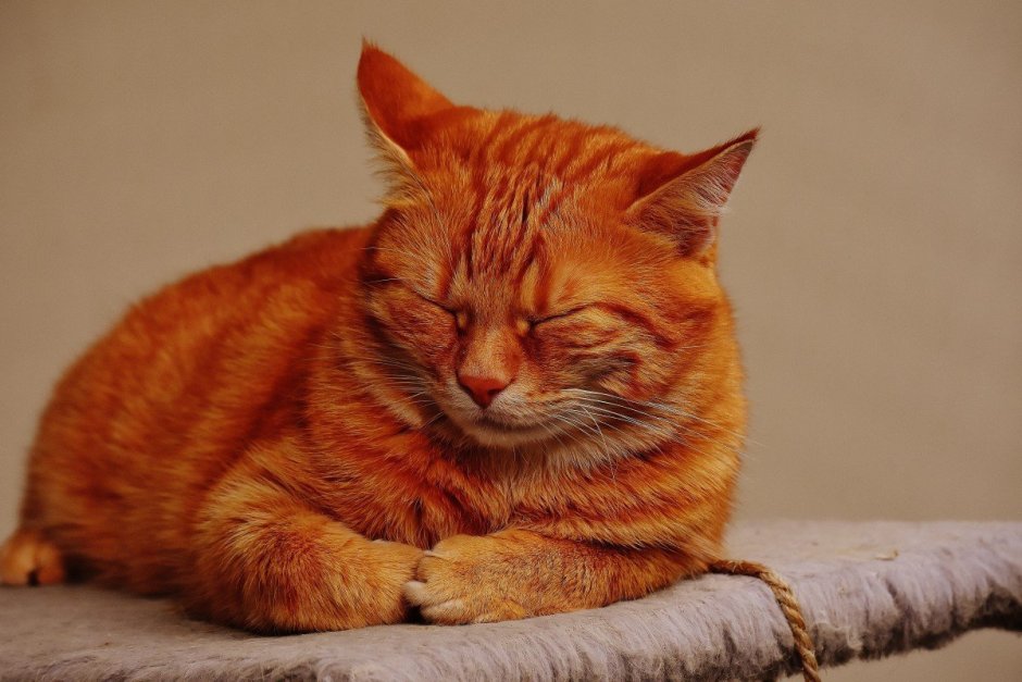 Злой рыжий котенок