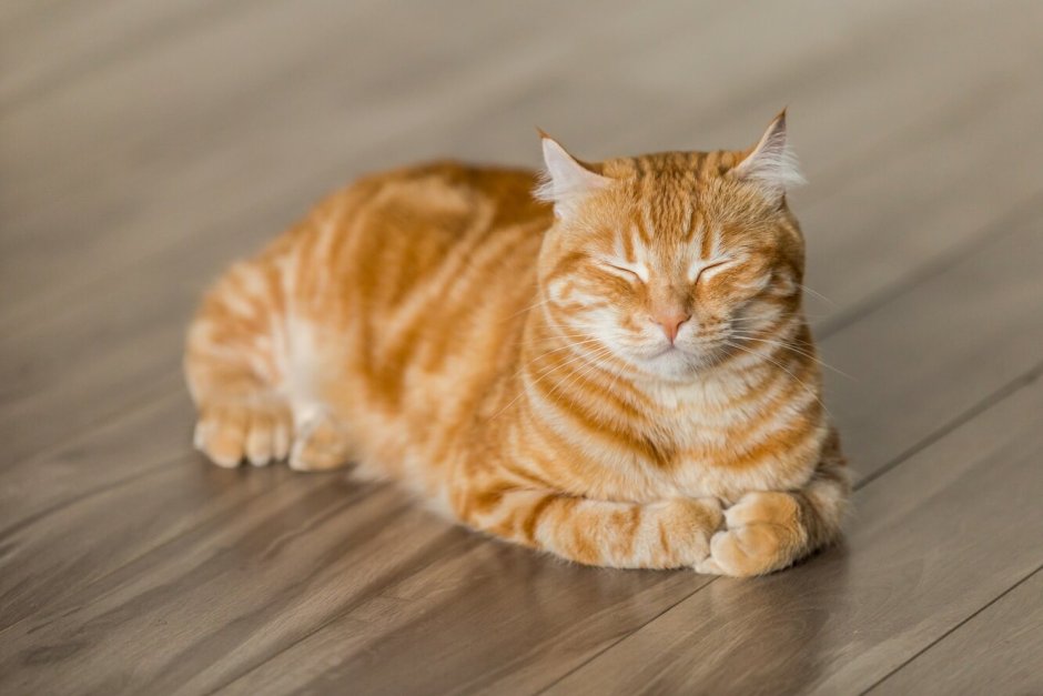 Кошка рыжая табби