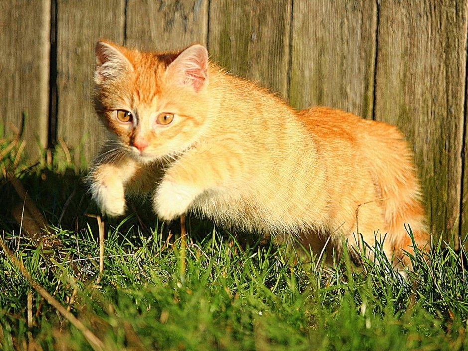 Котенок на ветке