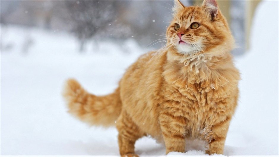 Рыжий котёнок