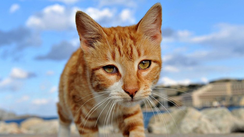 Рыжий котик