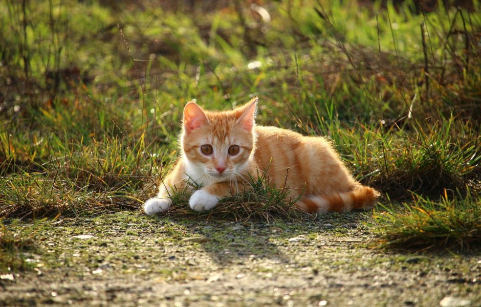 Рыжий кот
