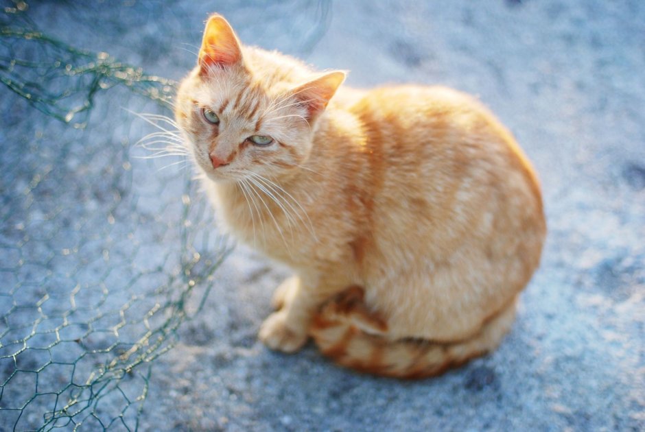 Табби кошка рыжая