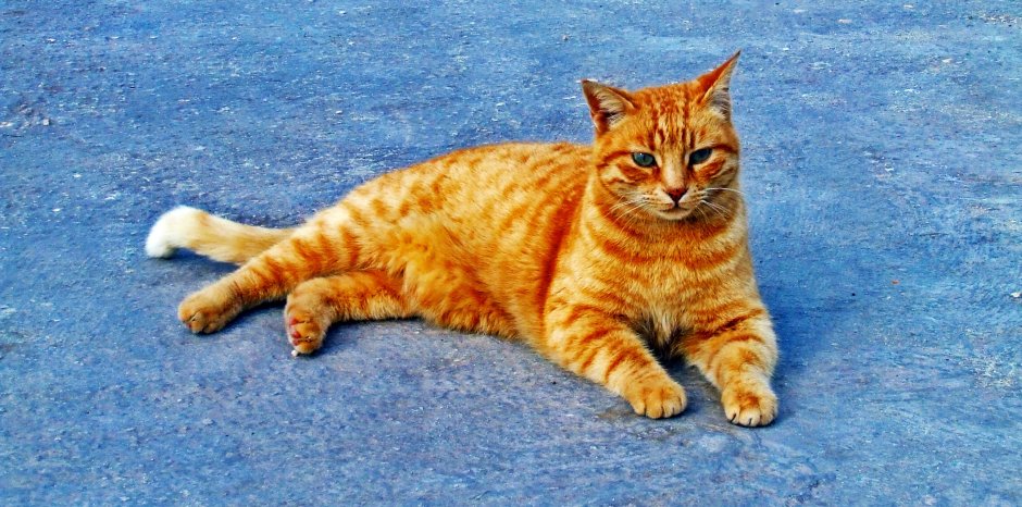 Рыжий котик